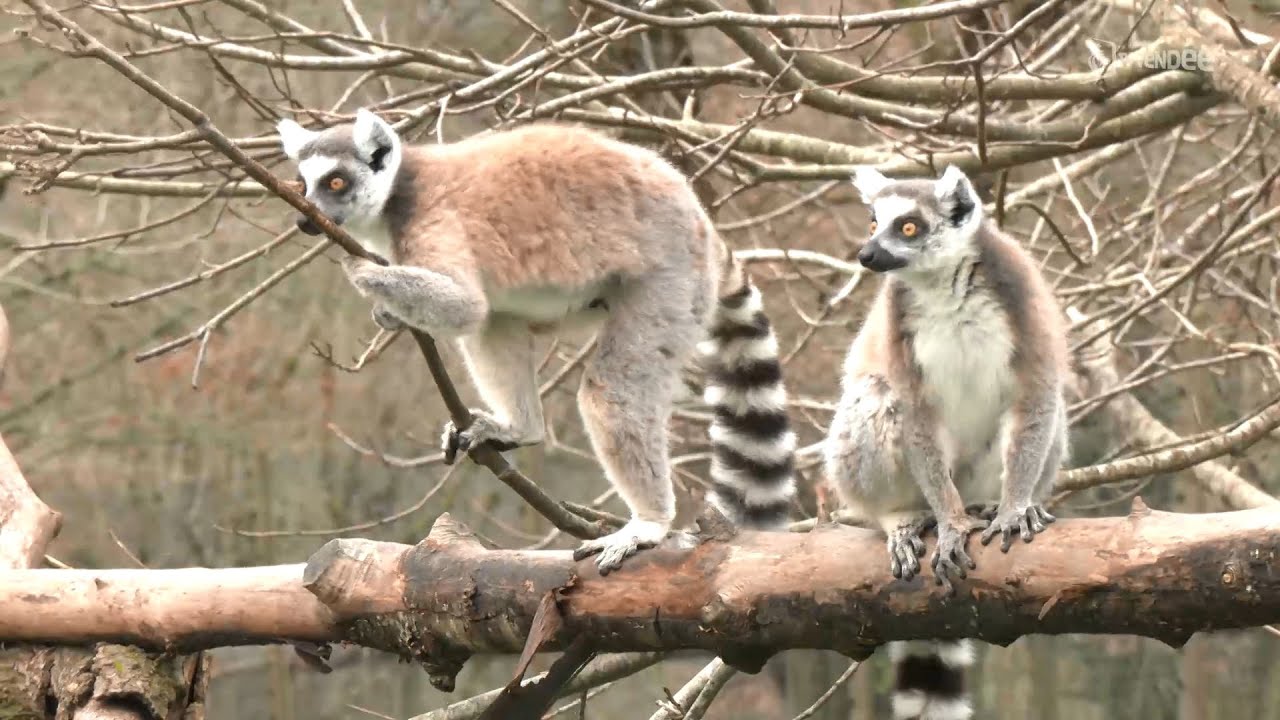 A la découverte des lémuriens de Madagascar en semi-liberté au zoo