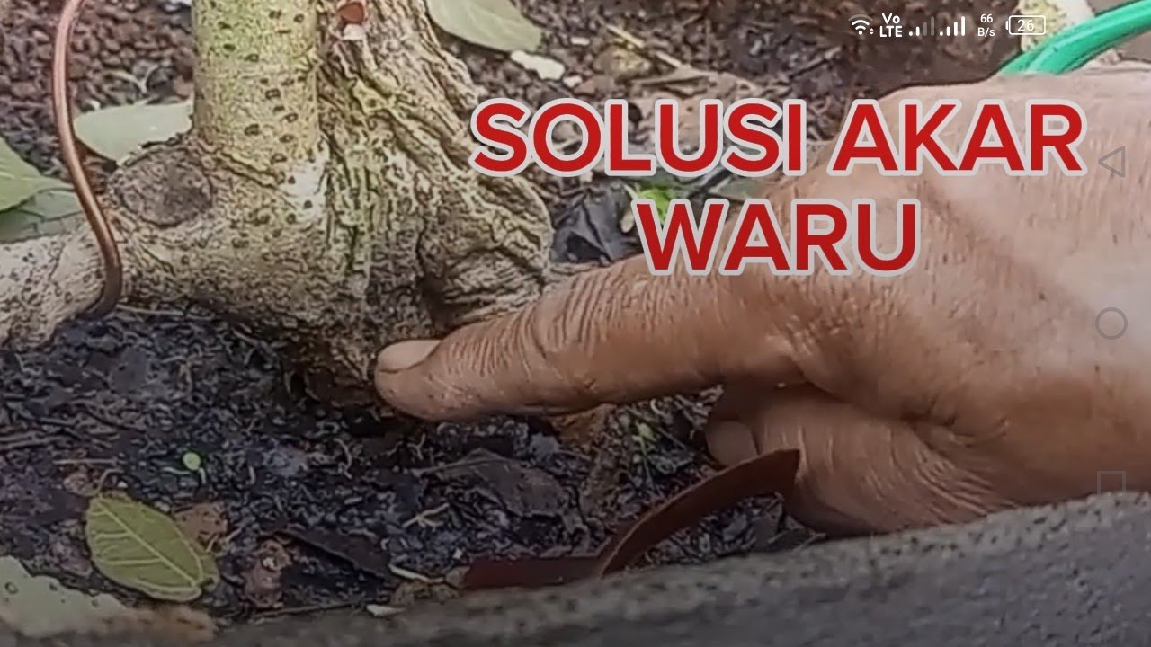 Tehnik biar akar waru sempurna #hibiscustiliaceaus #warumerah #waru #cangkok