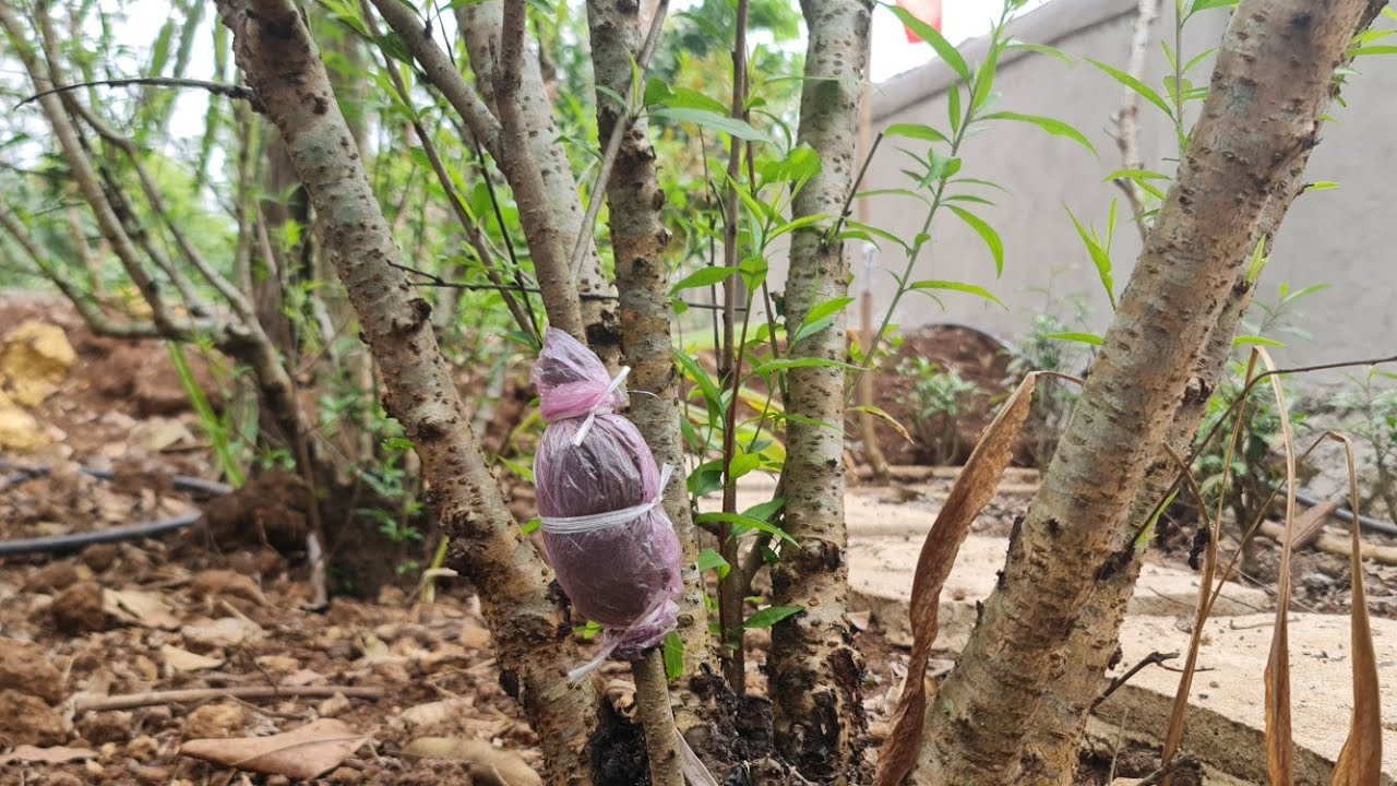 Cách chiết cành đào mới nhất