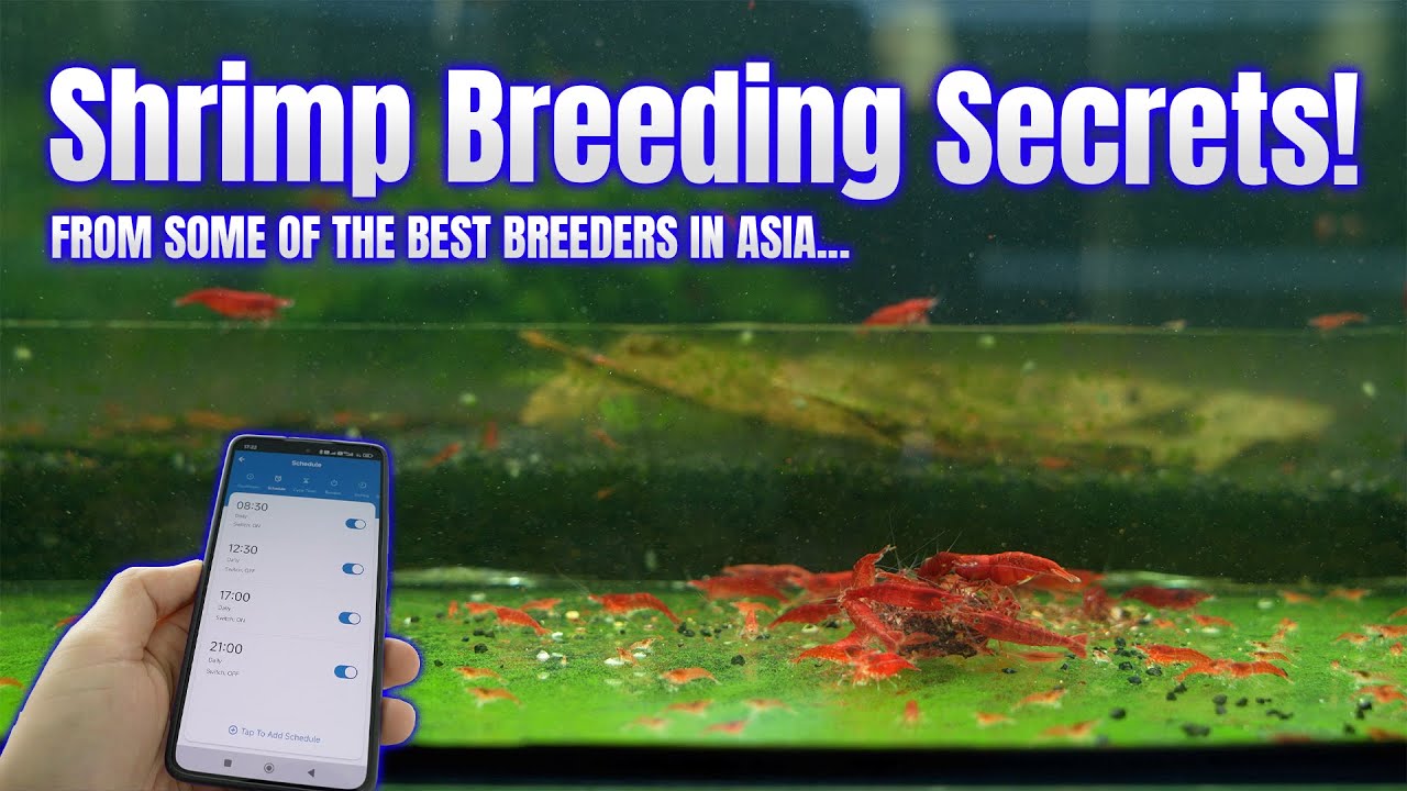 I Stole These Shrimp-Keeping Secrets from Asia...