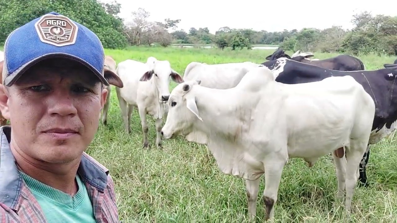 Lote de gado manso
