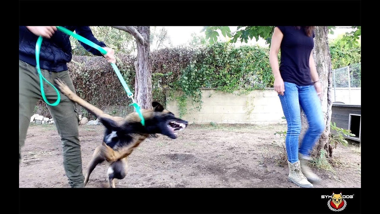 RÉEDUCATION BERGER BELGE MALINOIS TRES AGRESSIF / EDUCATION CANINE 83 / EDUCATION CANINE 06