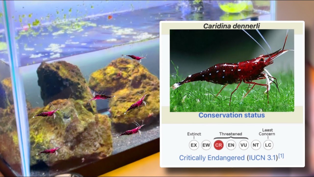 How To Breed Sulawesi Cardinal Shrimp