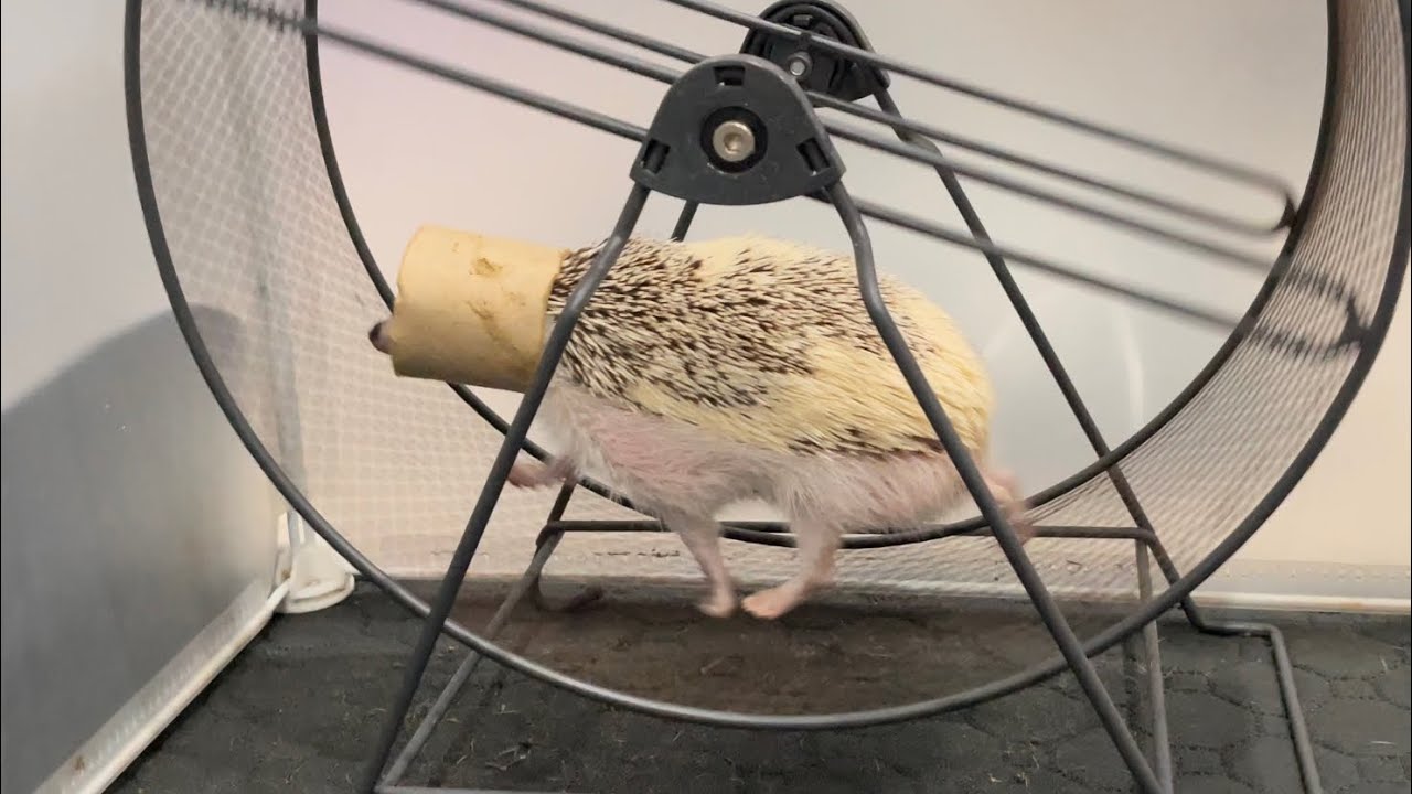 Hedgehog running on wheel