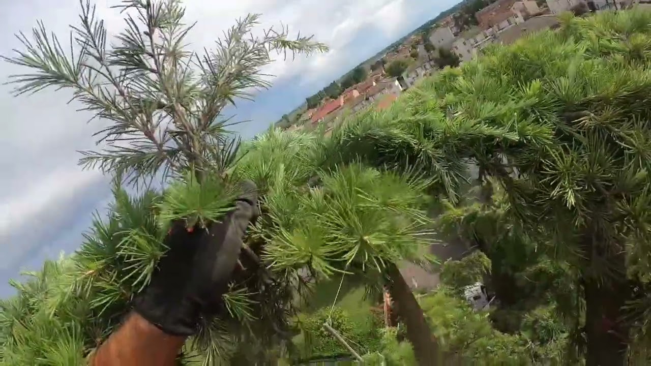 Potatura cedro deodara in treeclimbing