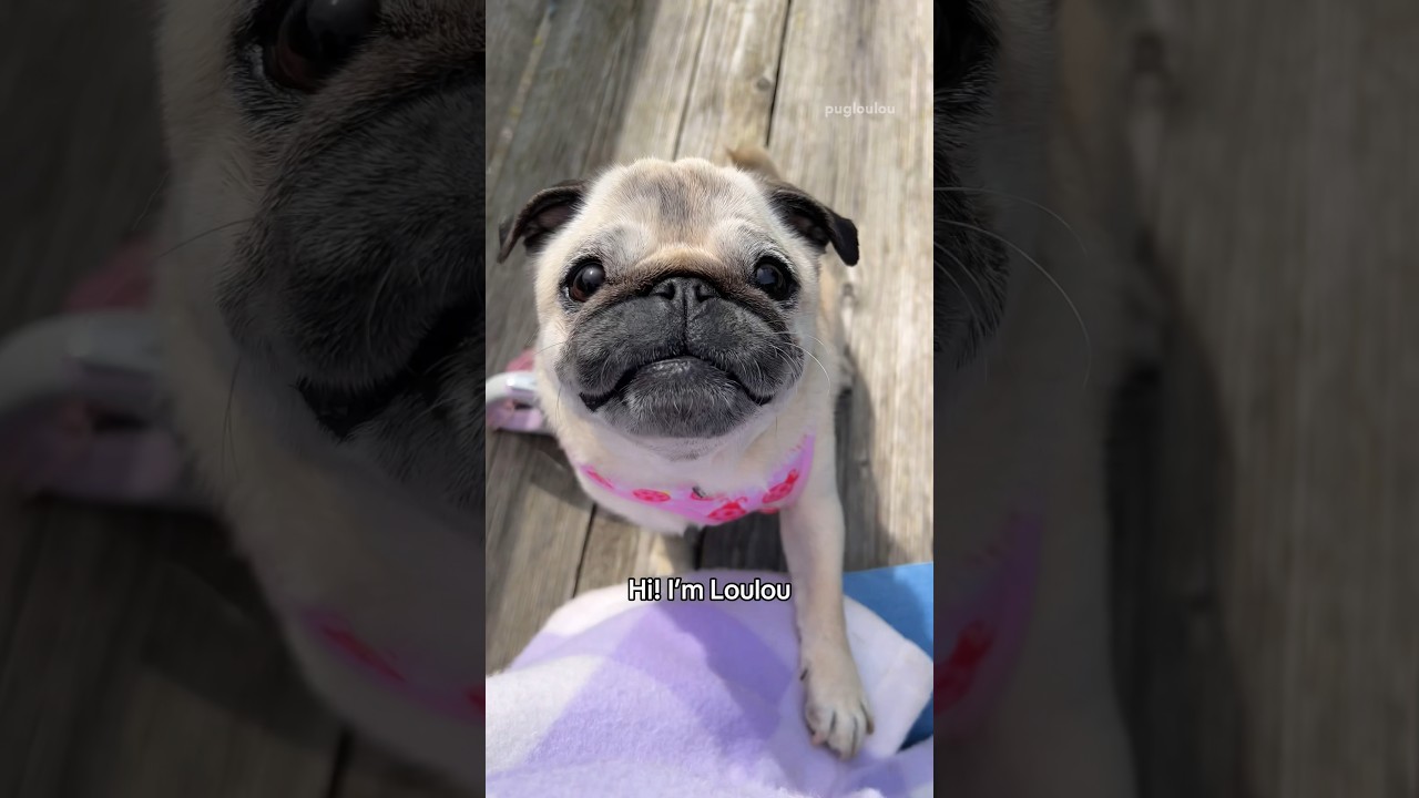 My PUG makes &ldquo;NOM NOM&rdquo; sounds when she eats 🥹😋 #pug #dog #cute
