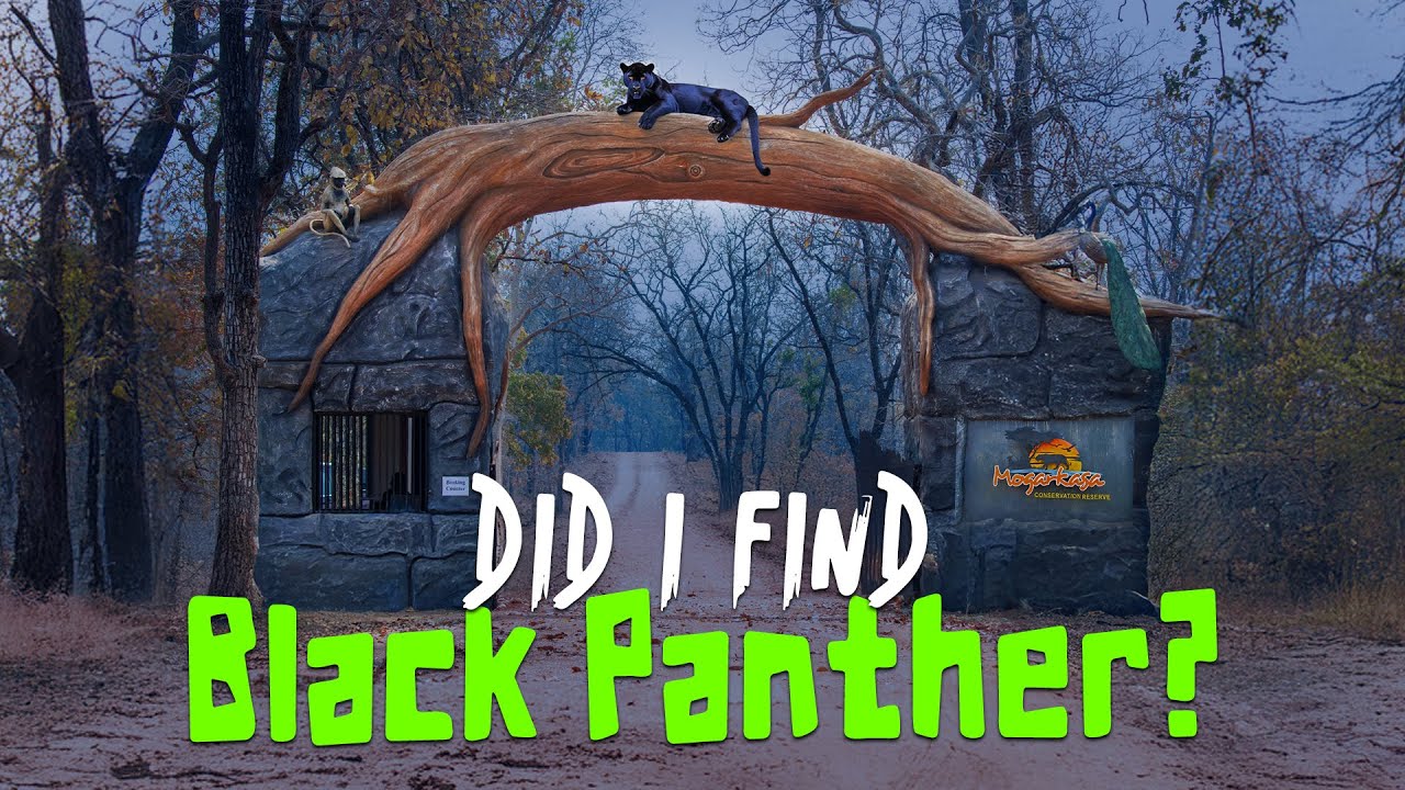 Did I Finally See the Black Leopard? Mogarkasa Zone Pench - 4K Video Hindi