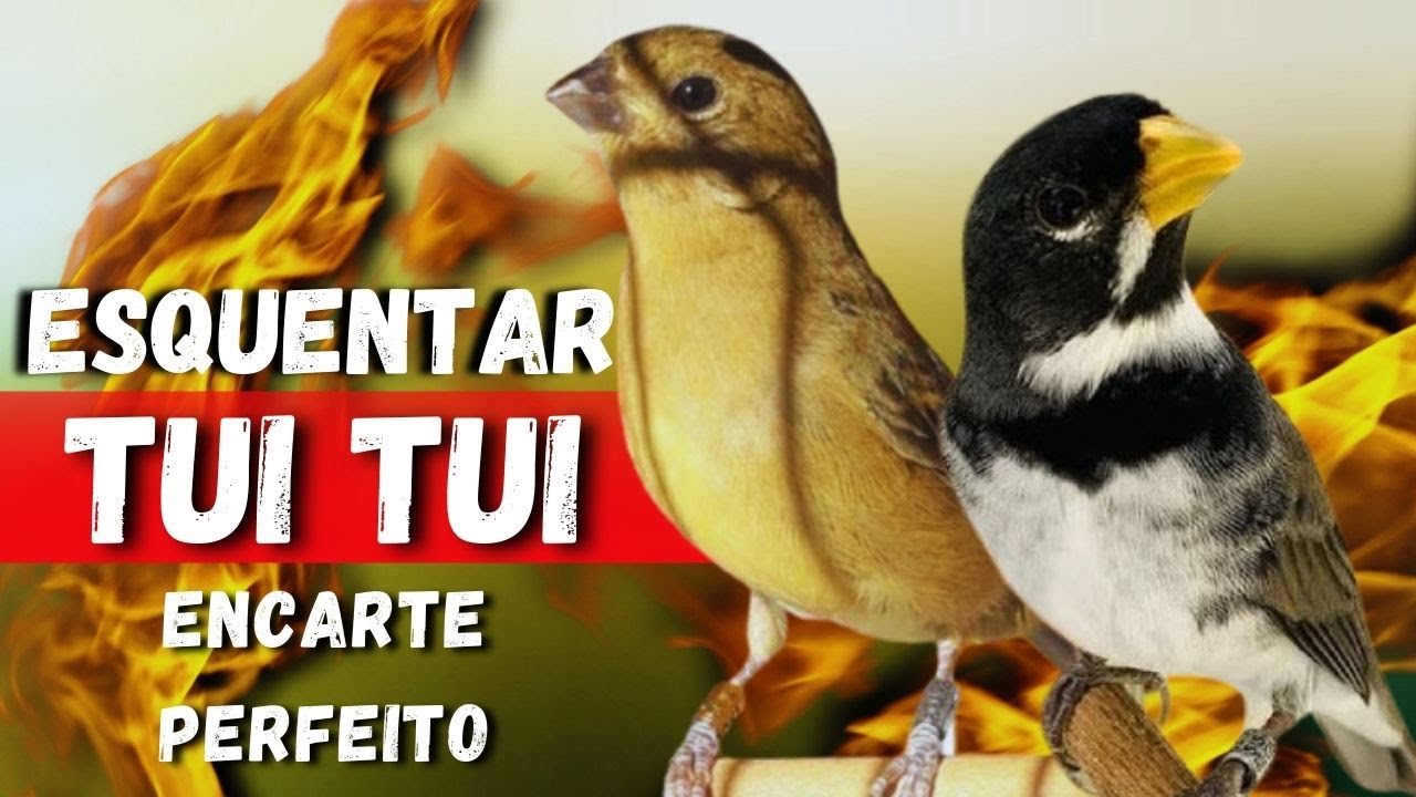 Piado de Fêmea de Coleiro Para Esquentar Coleiro Com Cantoria do Coleiro tui tui para Esquentar