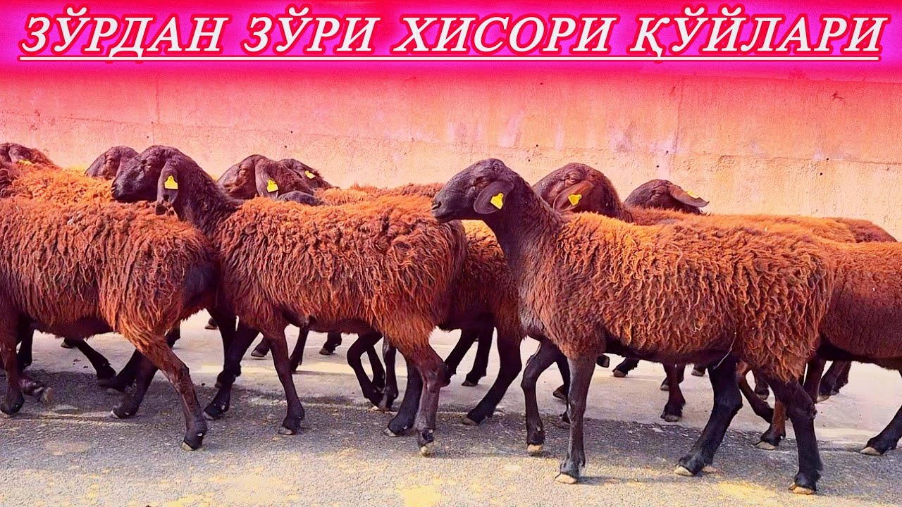 ҚЎЙ ОЛИШДА АДАШМАНГ БИЗНИ БОШҚАГА АЛМАШМАНГ