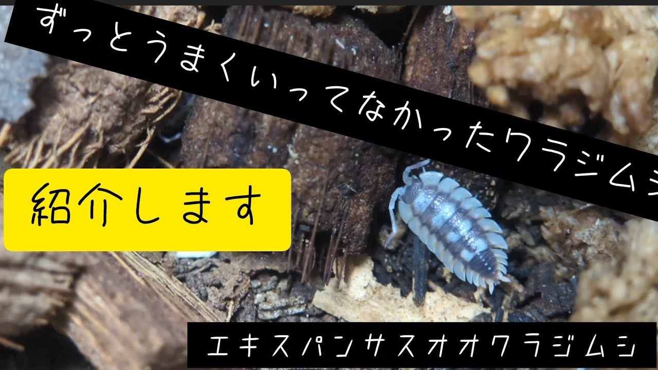 ずっとうまくいってなかったワラジムシ紹介します　エキスパンサスオオワラジムシ
