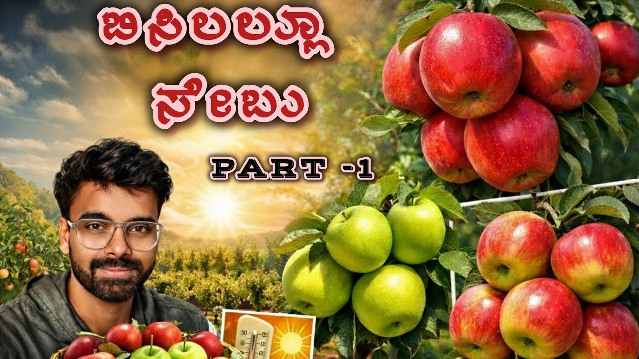  ಬಿಸಿಲ ನಾಡಿನಲ್ಲೂ ಬೆಳೆಯಬಹುದಾದ ಸೇಬು ಹಣ್ಣಿನ ತಳಿಗಳು - Part 1 (Hot climate Apple varities)