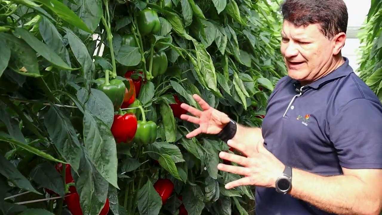 Trabuco || Jorge Viseras nos habla sobre la nueva variedad de pimiento temprano de Sur Seeds