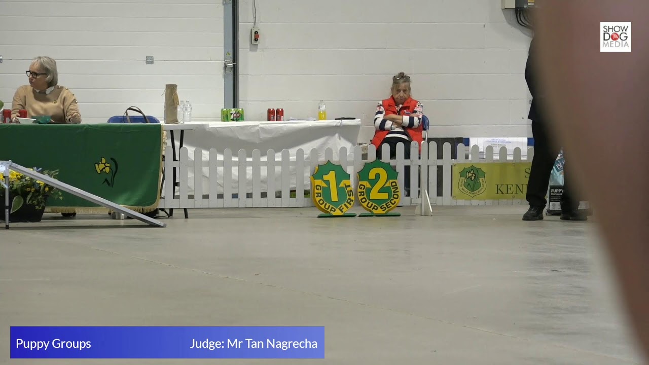 SWKA 25  Day 2 Gundog Group