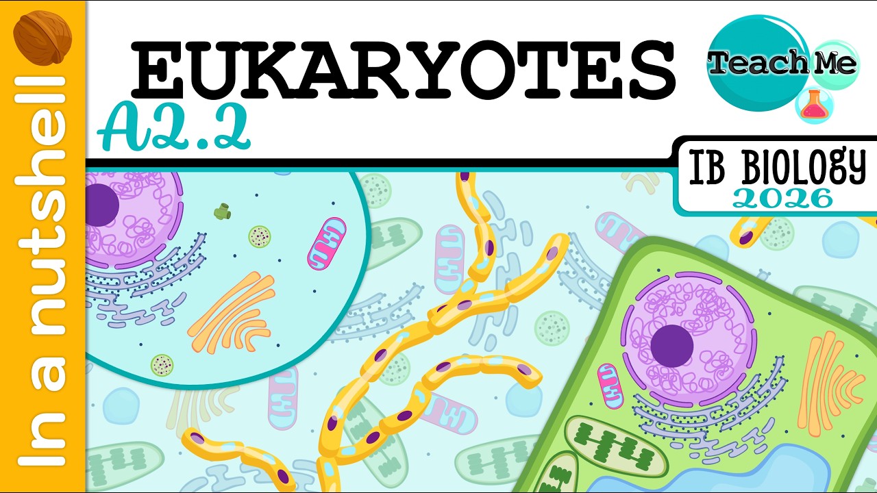 (A2.2) - Эукариотические клетки [вкратце] - Биология IB (уровень SL/HL)