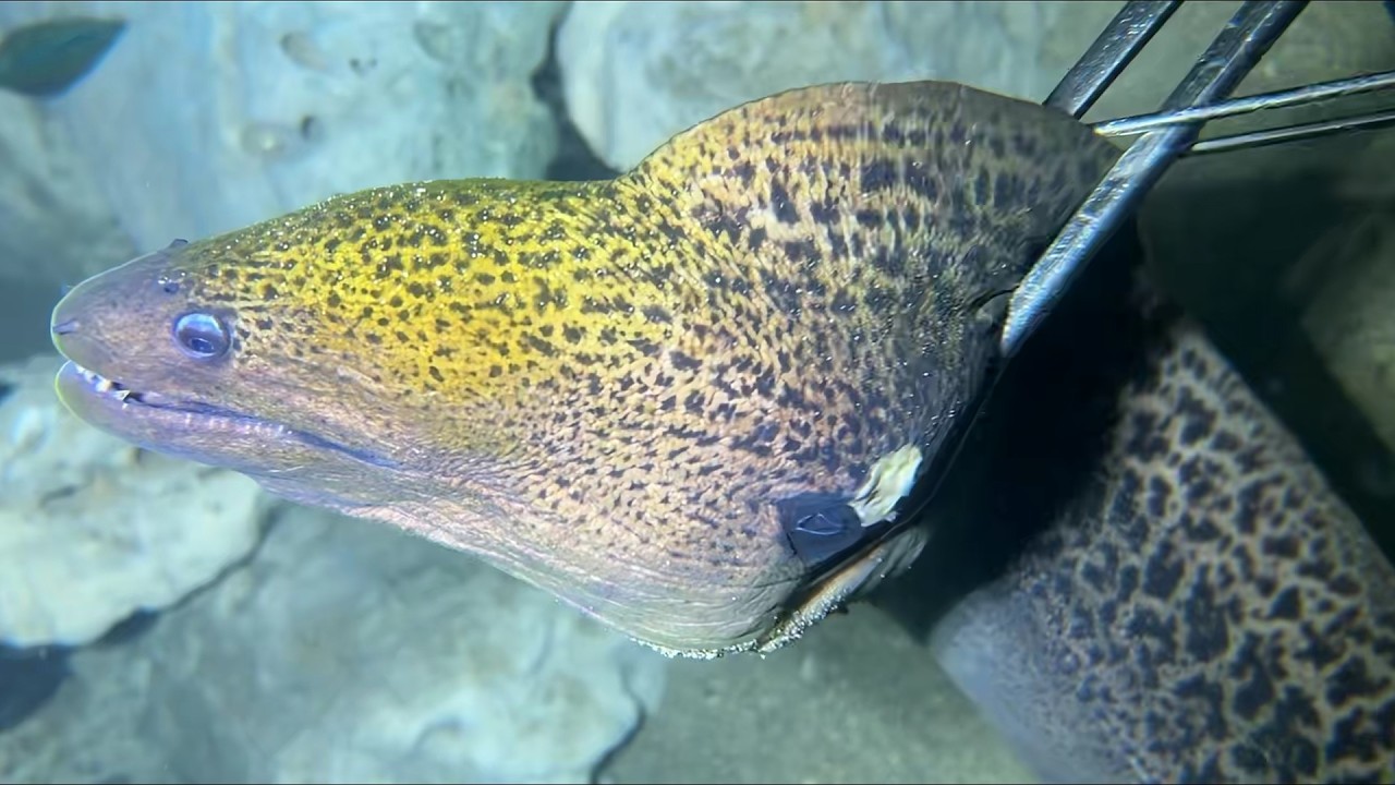 Diving under the sea to catch eels, crabs and sea cucumbers | Part 171-1