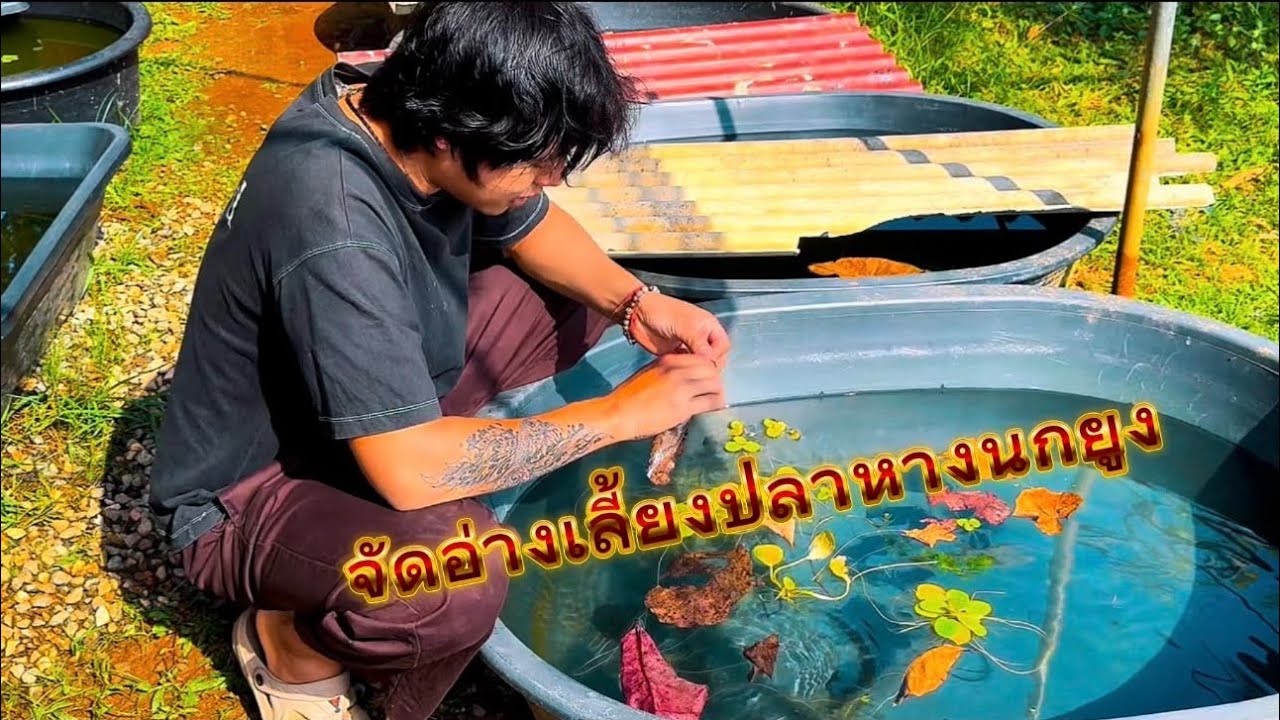 วิธีจัดอ่างเลี้ยงปลาหางนกยูง ￼ ฉบับมือใหม่ห้ามพลาด