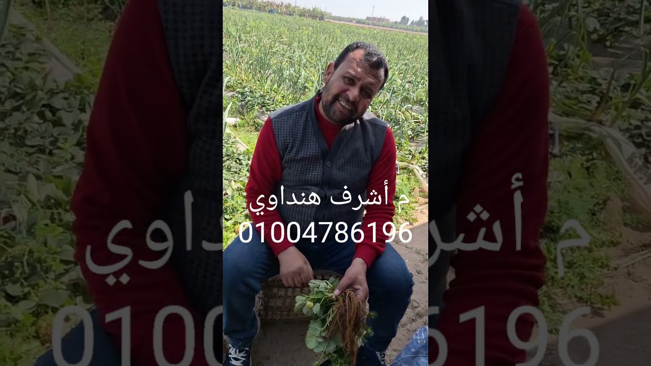 مشكلة _ هيدروكسيد البوتاسيوم _ على فراولة الانتاج