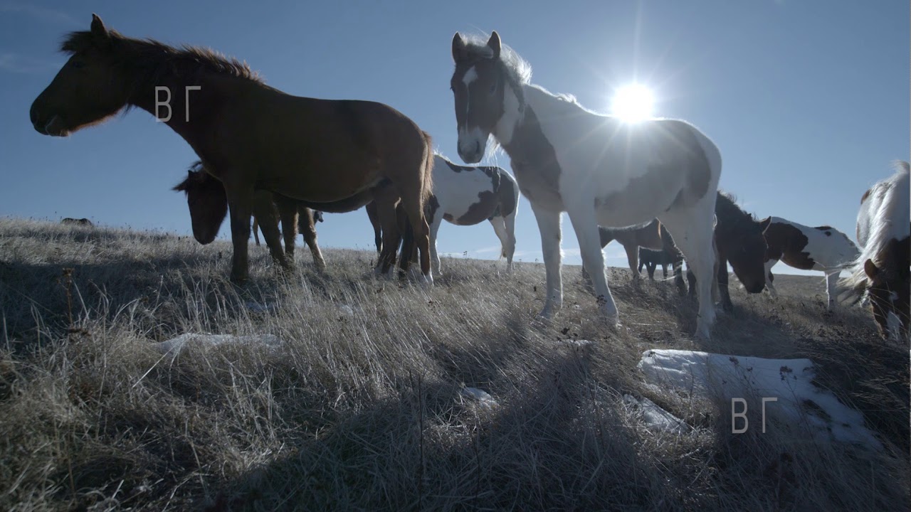Диви коне (wild horses)