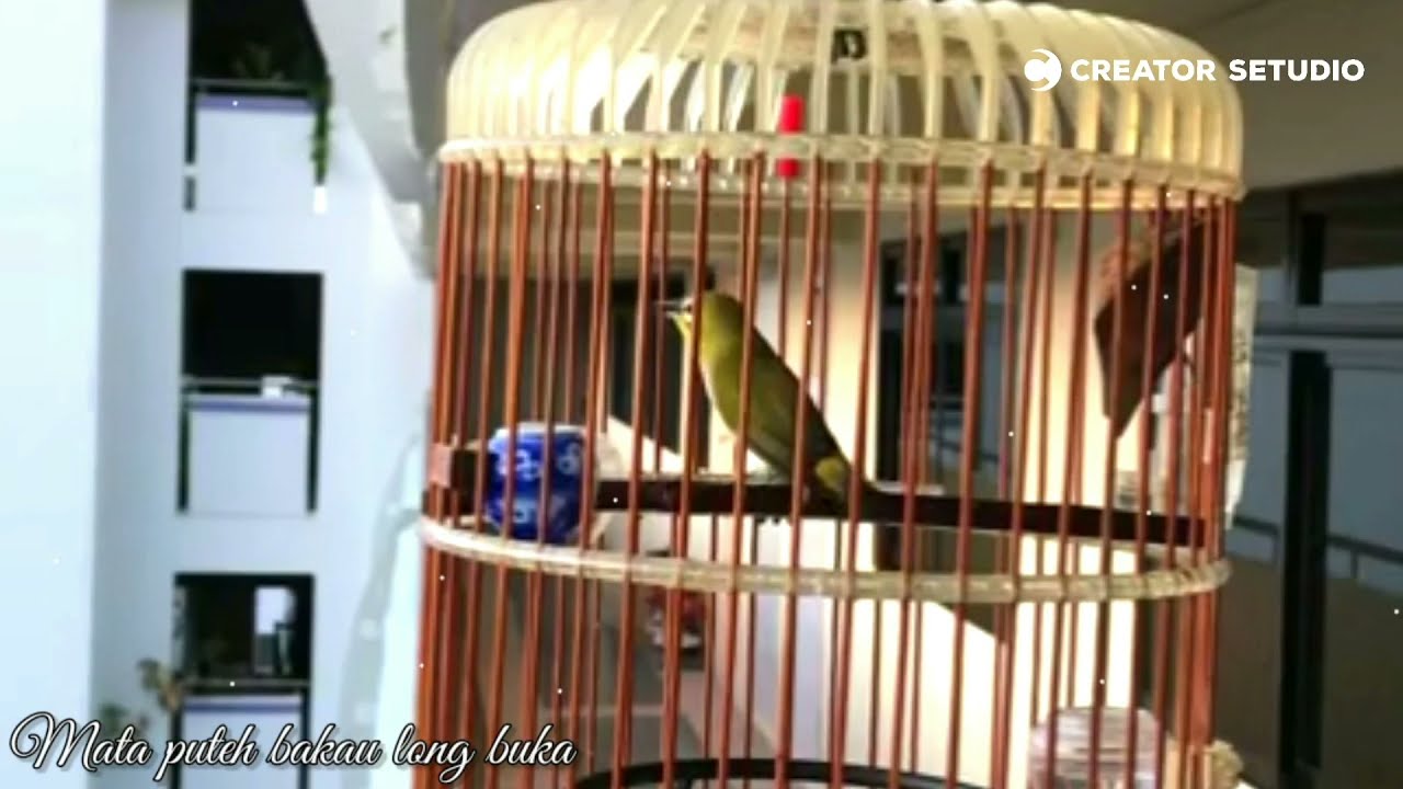 Mata puteh bakau long buka in the morning - Puteh Bird Singing