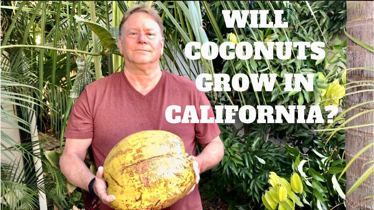 GROWING COCONUT PALMS IN CALIFORNIA