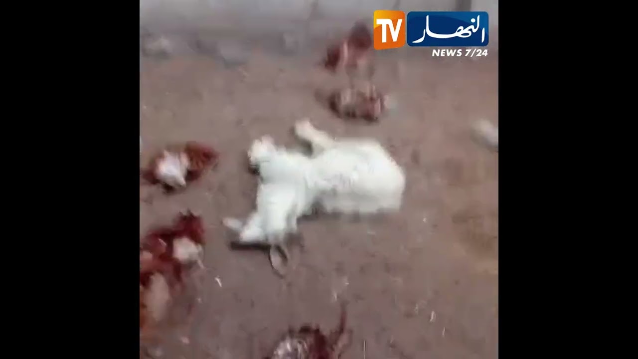 باتنة.. الرياح تقتلع سقف مرآب تربية الدواجن ببلدية سيدي معنصر