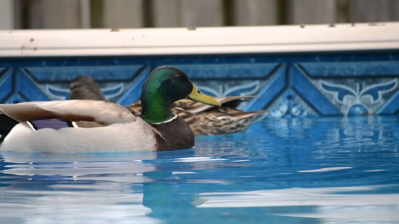 Serene ducks swimming on our pool