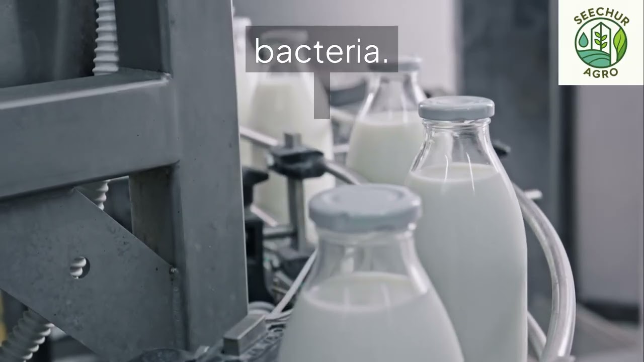 From Udder to Chiller: How Milk Quality Is Won or Lost on the Farm