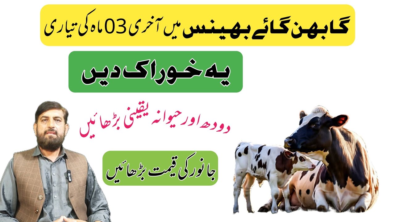 Pregnant Cow Buffalo Ka دودھ Aur Udder Badhanay ki خوراک | Homemade Wanda | Hamla Gaye ki تیاری