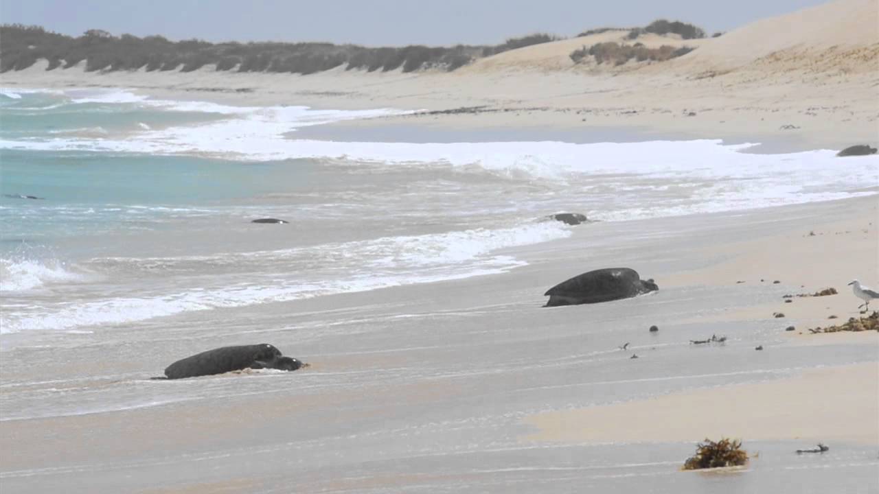 Highway 1 Australia's greatest road trip: Ep 5 Ningaloo Turtles
