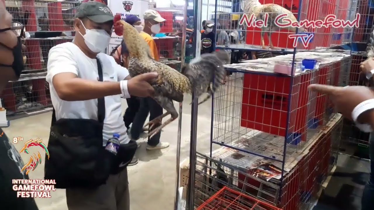 8th International Gamefowl Festival 2022 ( Bulik )