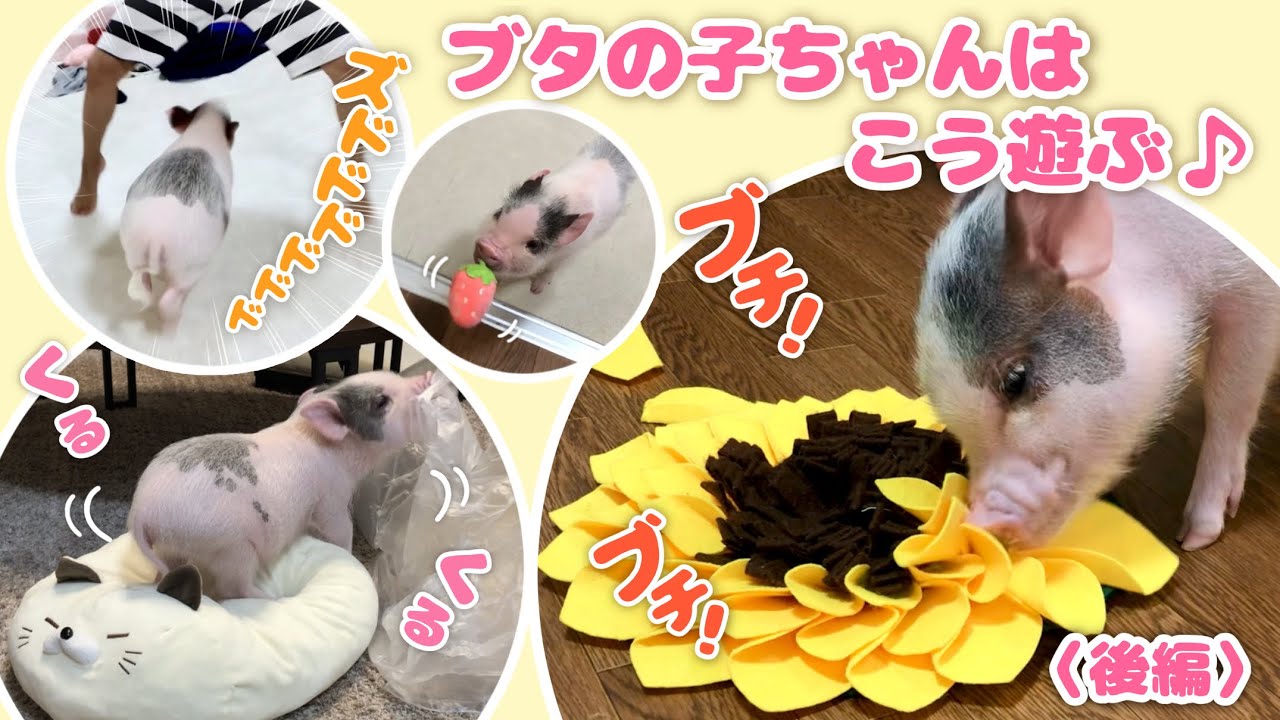 ブタの子しらちゃんはこう遊ぶ🐽 〈後編〉This is how the piglet Shiratama plays🐽〈Part 2〉