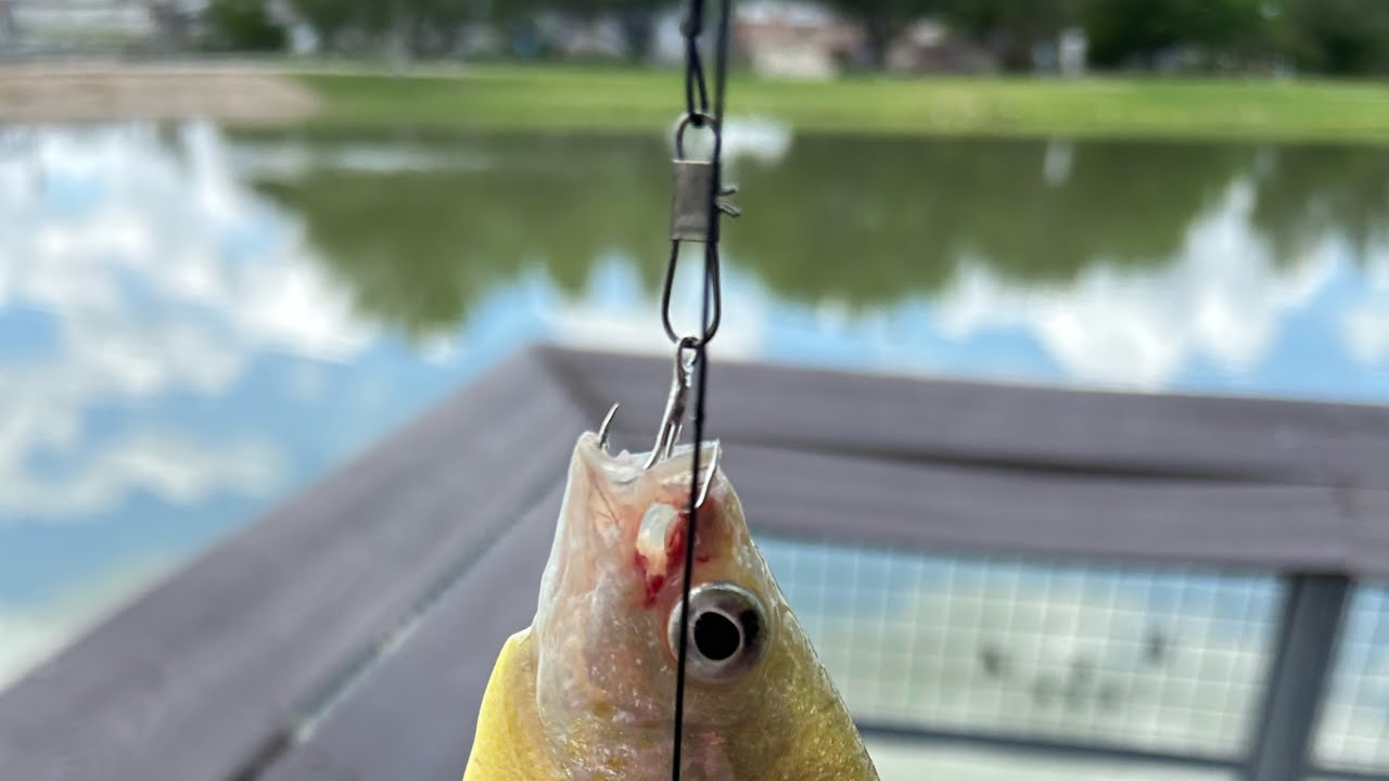 Fishing in Fireman&rsquo;s park-Summer time fishing🗣️🎣