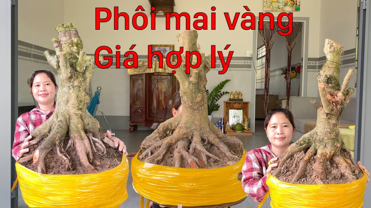 12-3-2026 giao lưu 6phôi mai vàng lùn lực..giá hợp lý..lh ủng hộ 0972666608