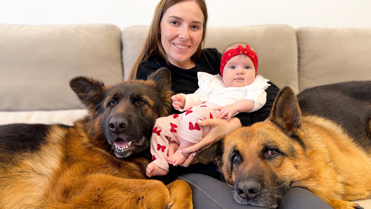 Two German Shepherds Protect the Baby