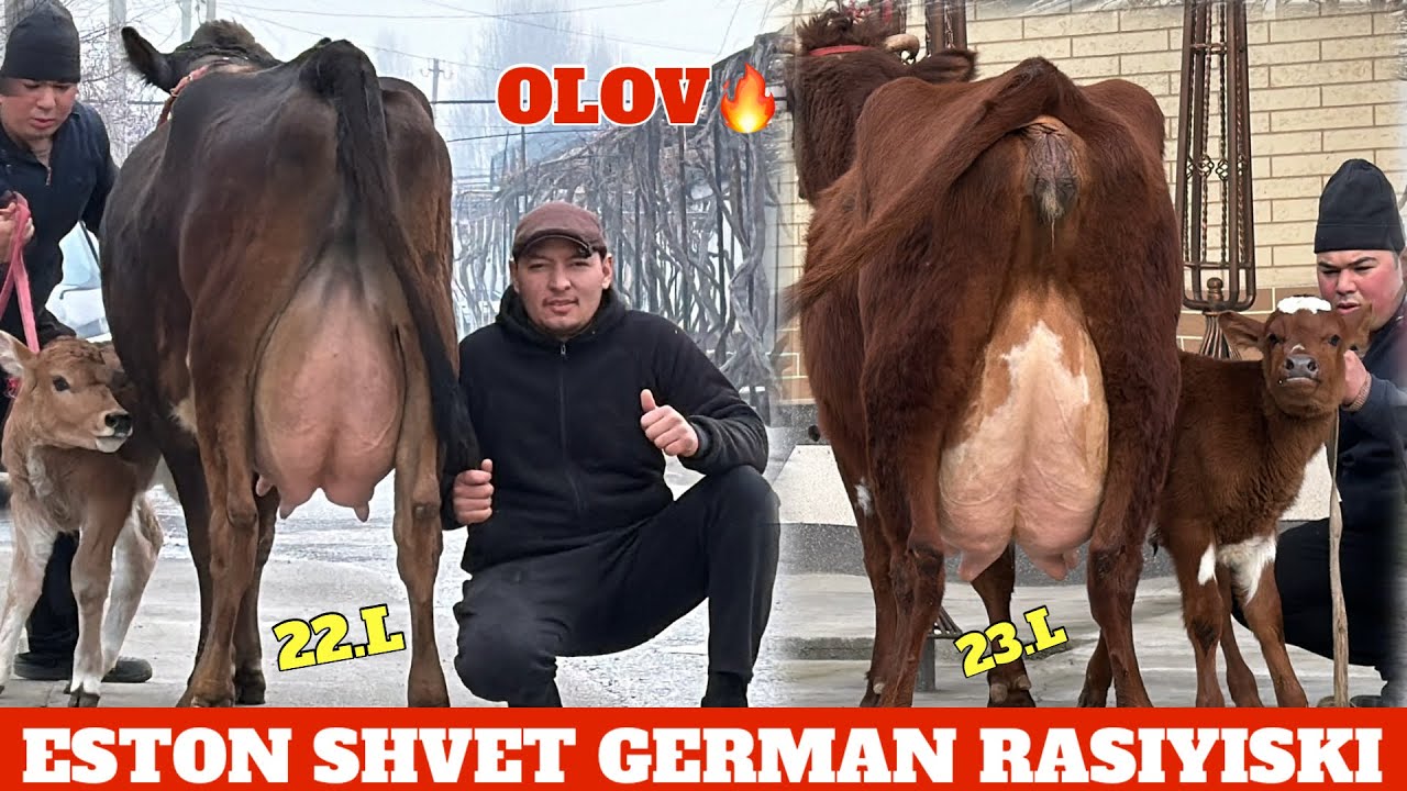 ESTON SHVET GERMAN SHVET RASIYISKI CHEMPION SIGIRLAR FAZLIDDIN YONDIRDI🔥