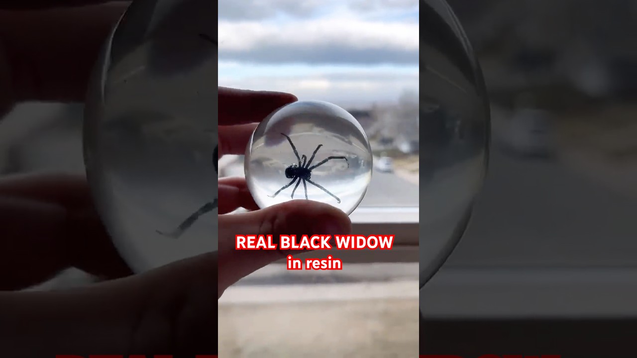 Final Reveal! This was the first spider I&rsquo;ve ever pinned and dried. #taxidermy #resin #resinart #art