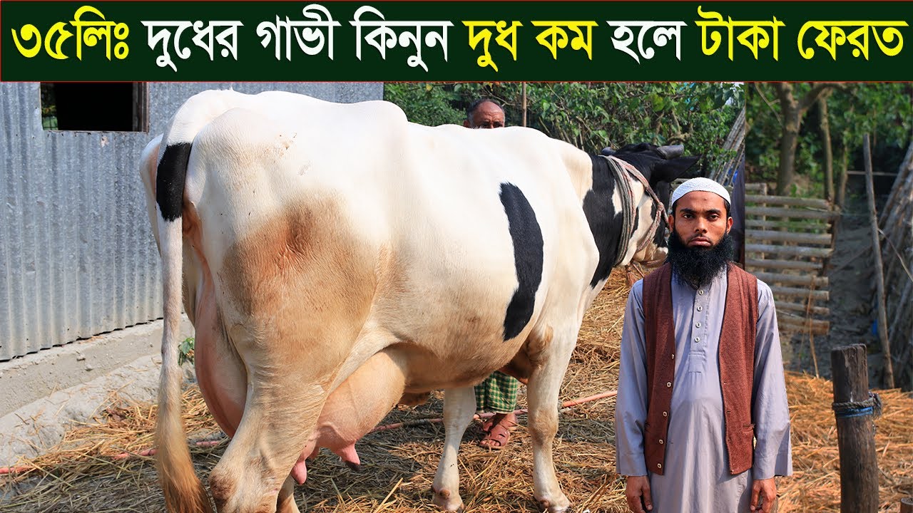 ৩৫লিটার দুধের ফ্রিজিয়ান গাভী কিনুন দুধ কম হলে টাকা ফেরত comilla dairy farm