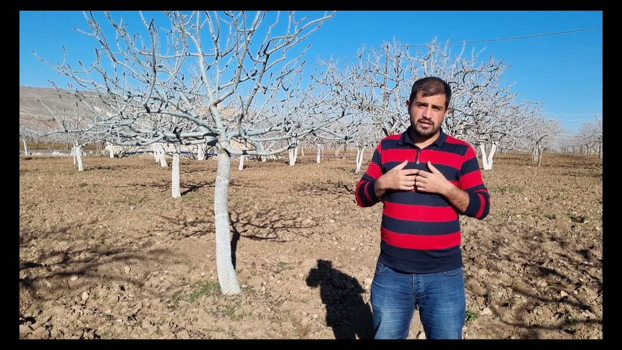 Antepfıstığında Gübreleme (Taban Gübresi)