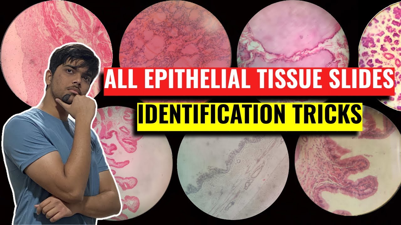 All Epithelial Tissue Identification Tricks - Anatomy Practicals (Histology) - 1st Year MBBS IOM, TU