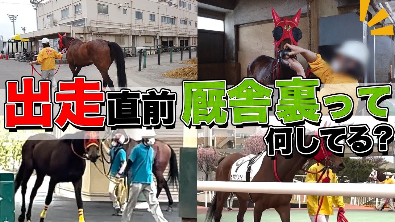 出走直前の厩舎裏って何してる？？大井競馬場の裏側に潜入してみた！