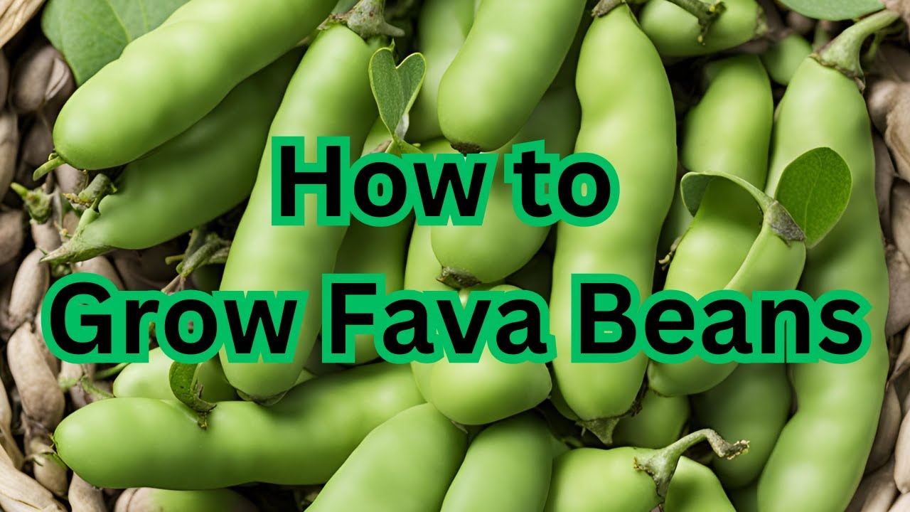 How to grow Fava Beans