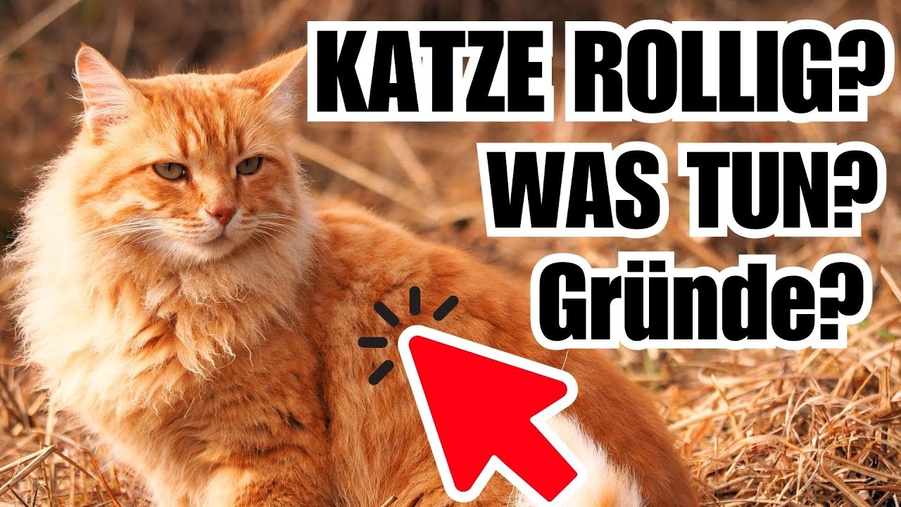 Katze rollig? 🐈 Verstehen und was tun!