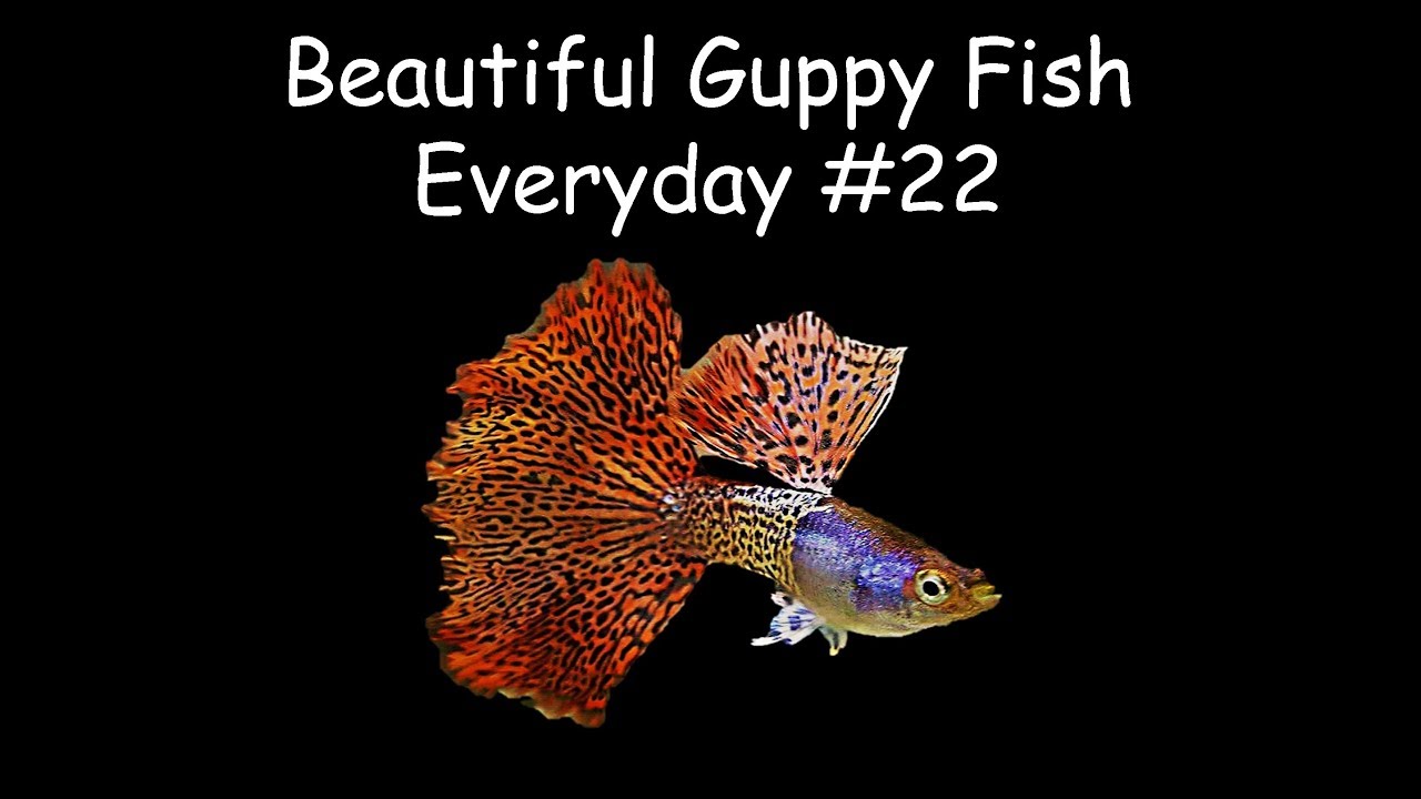 Guppy Channel - Beautiful Guppy Fish Everyday #22