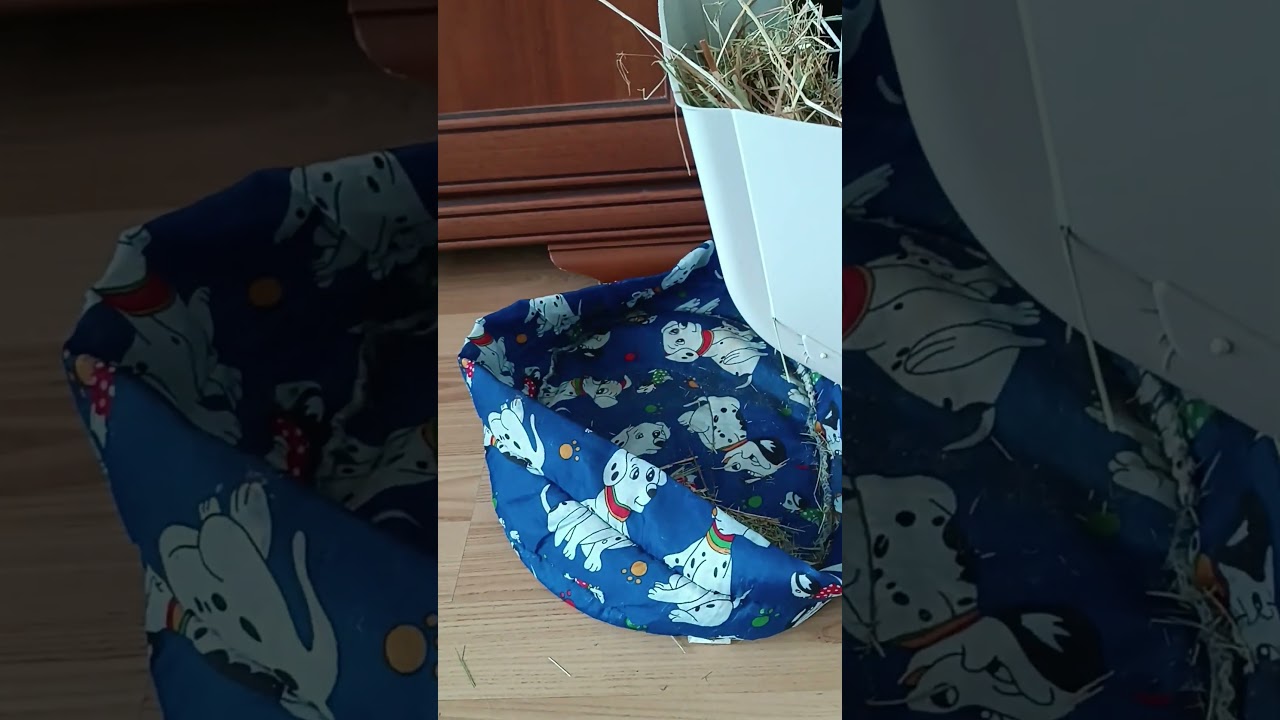 Kr&oacute;tki blog o mojej śwince morskiej.Ktr&oacute;ry możecie zobaczyć na moim drugim kanale . 🫶😁