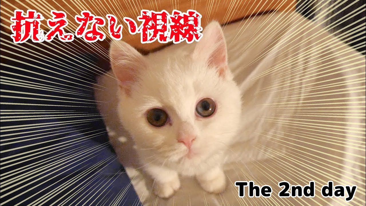 飼い主を起こす猫