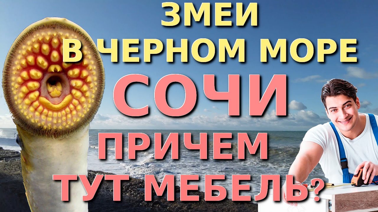 Лазаревское обзор, змеи в море, Лазаревское сегодня, Мебель в Сочи, змеи в Сочи, Змеи в Черном море