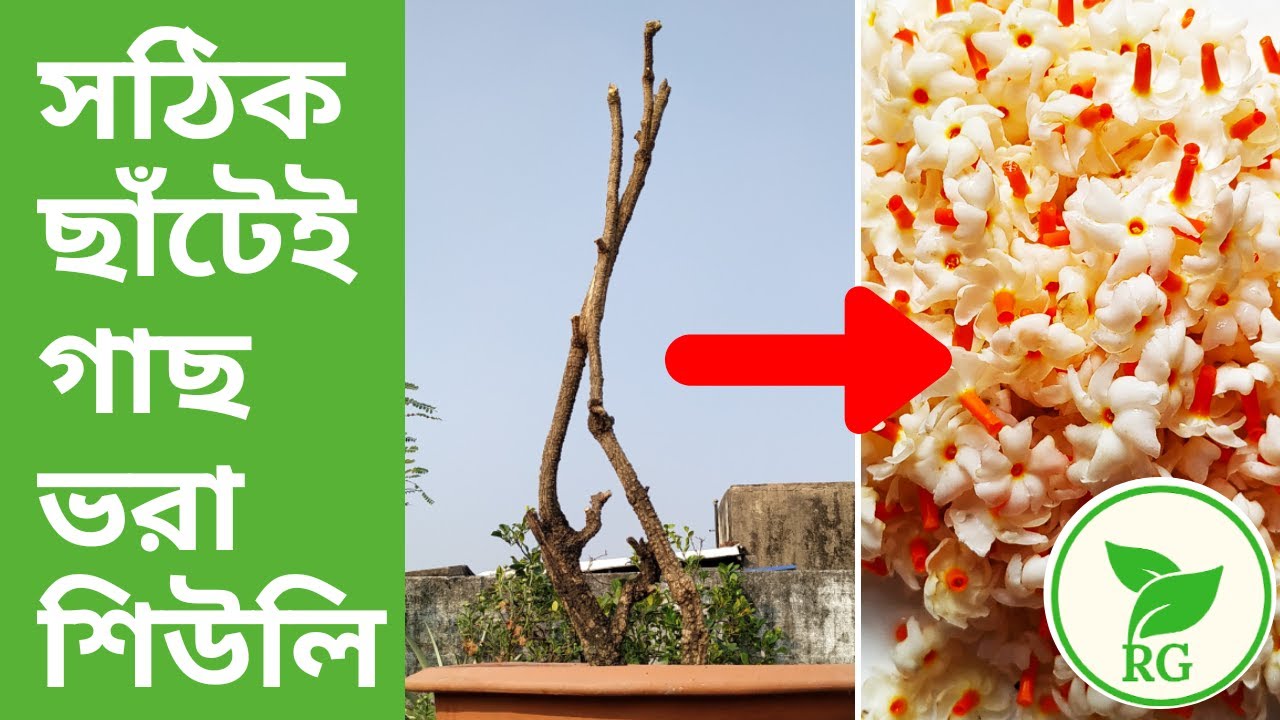 কীভাবে ছাঁটলে পুরনো শিউলি গাছে প্রচুর ফুল পাবেন । How to Prune Shiuli for More Flowers | RAJ Gardens