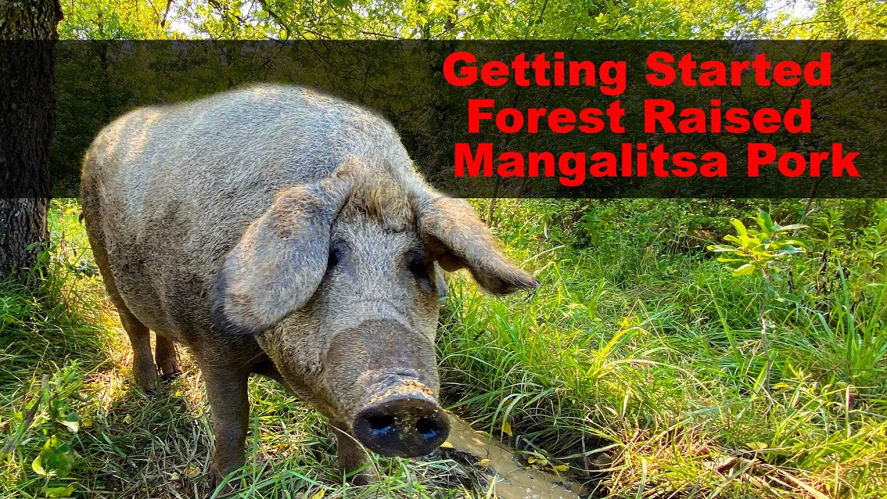 Mangalitsa Pigs Raised In The Woods - Regenerative Agriculture -  Mangalica Hogs