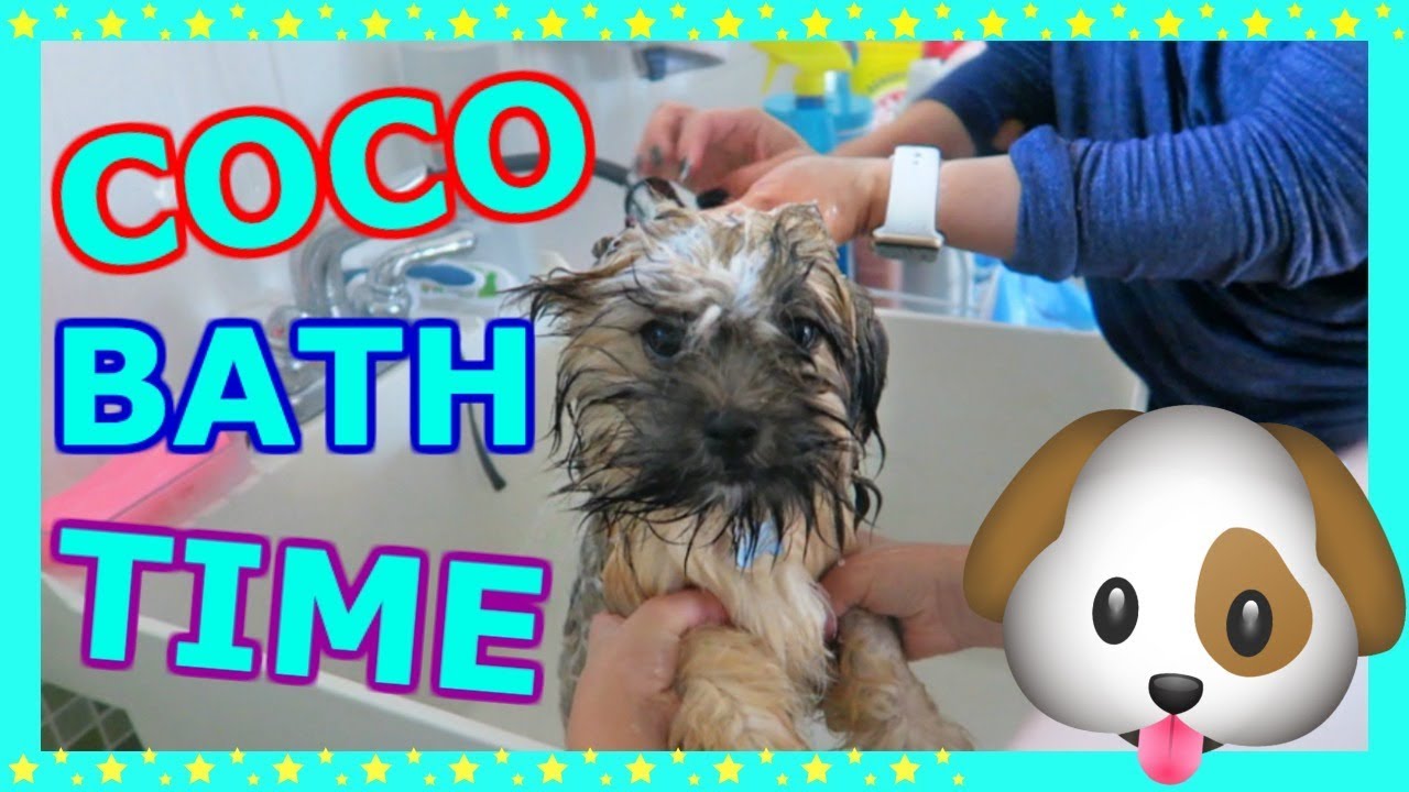 GIVING OUR DOG 