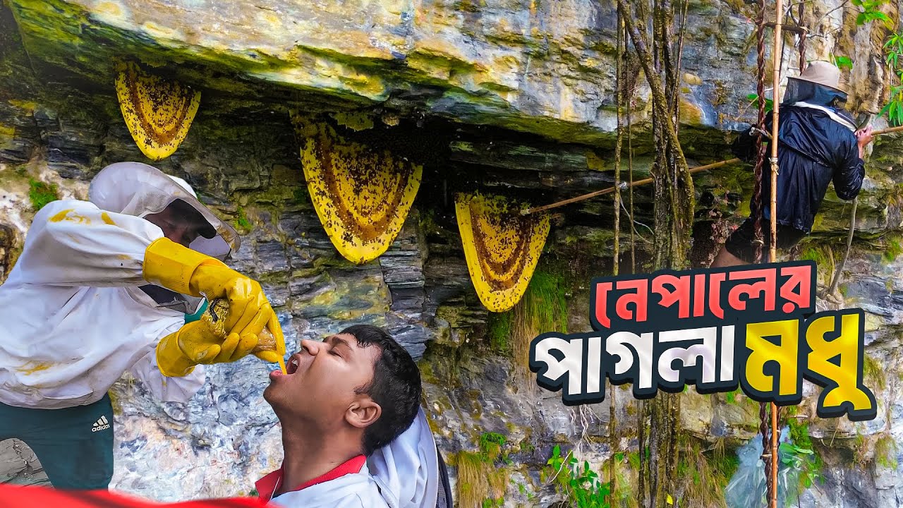 পা'গ'লা মধু সংগ্রহে হিমালয়ের গহীনে এক রোমাঞ্চকর অভিযান || Mad Honey Expedition || Nepal